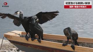 【速報】初夏告げる鵜飼い解禁 福岡・朝倉の筑後川