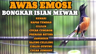 Download lagu 100% AMPUH MERANGSANG EMOSI DAN BONGKAR ISIAN DENGAN SUARA MURAI BATU INI mp3