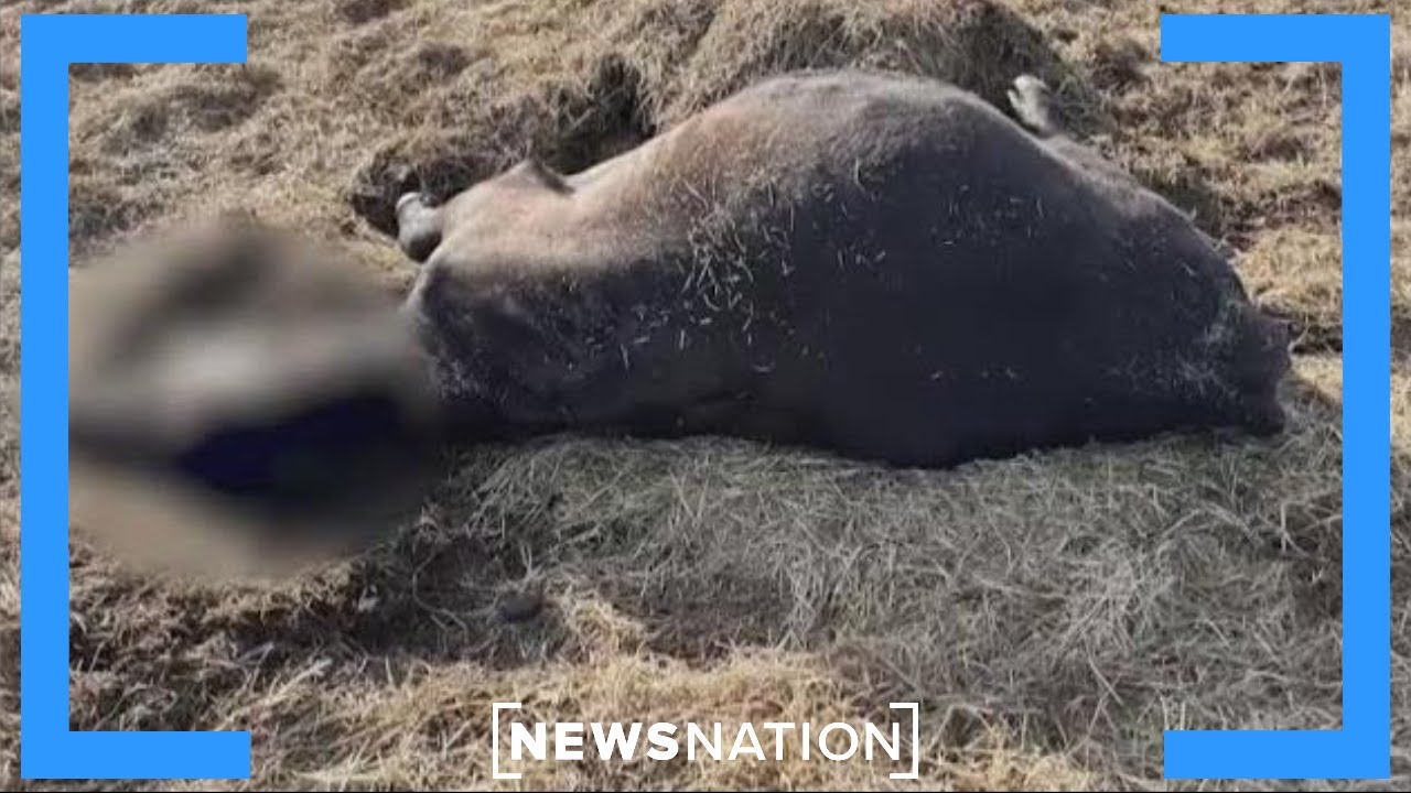 Forever chemicals killed 39 animals, ‘devastated our lives’: Texas rancher | NewsNation Prime
