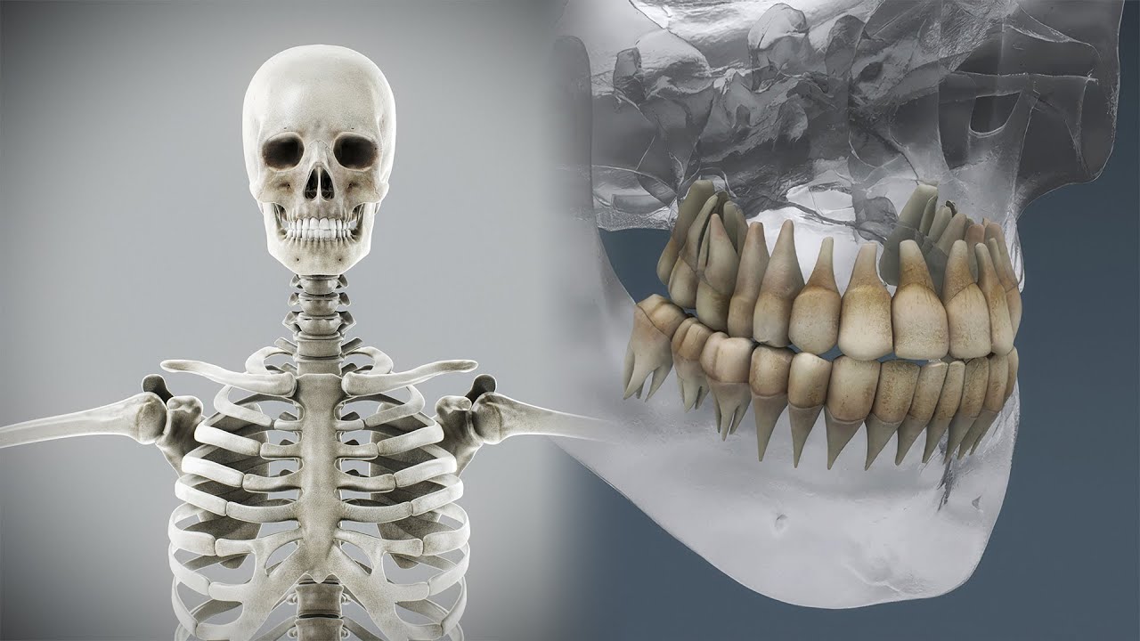 Human Male Skeletal Anatomy 3D Model