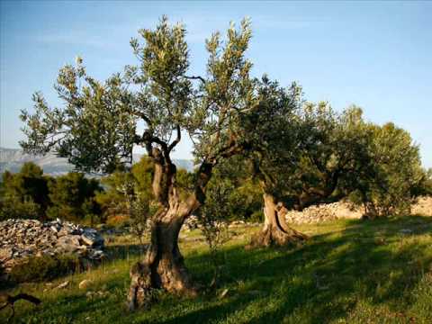 Lijepa moja - Klapa Maestral