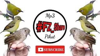 Download lagu Mp3 Pikat Andalan Mercon ABS mp3 Download lagu Mp3 Pikat Andalan Mercon ABS mp3