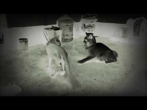 Cat fight junior vs senior