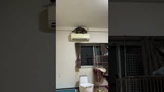 #shorts 動けるデブ猫、ポンプさんと友情出演のマルチーズのちゅーぶくん