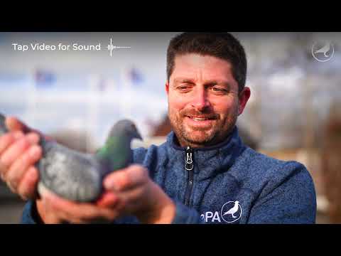 PIPA TV: Jelle Roziers (BE) talks about this 2 national ace titles with young birds