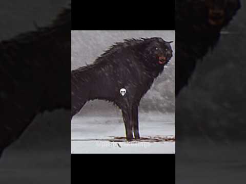 The Dire Wolf..😳 #direwolf #prehistoric #iceage #wolf #extinct #animals