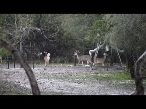 Snowing in South Texas