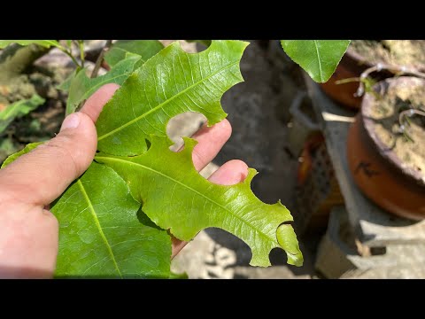 Chia sẻ cách sử lí khi lá cây bị ong cắn lủng lỗ.