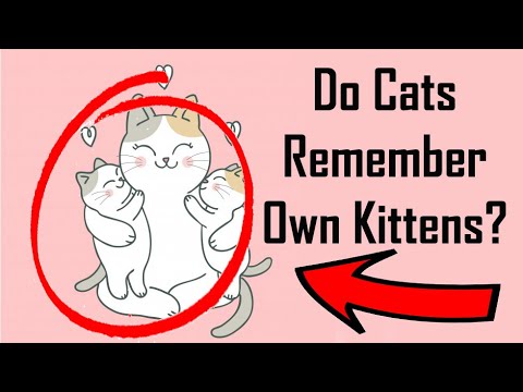 Do Cats Remember Their Babies? Cat Video