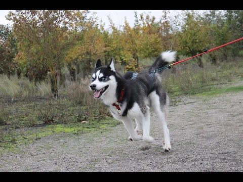 download lagu mp3 mp4 Cani Vtt Entrainement, download lagu Cani Vtt Entrainement gratis, unduh video klip Cani Vtt Entrainement