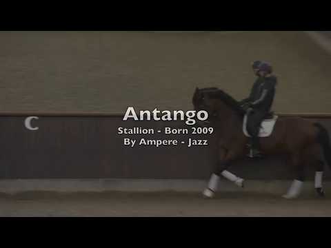 Antango, Etalon Dressage KWPN, stallion by Ampere x Jazz, born 2009, 1m72