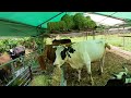 Cow Milking Farm Milking Cows Farm