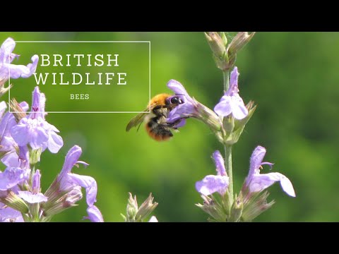 , title : 'British Wildlife - Bees'