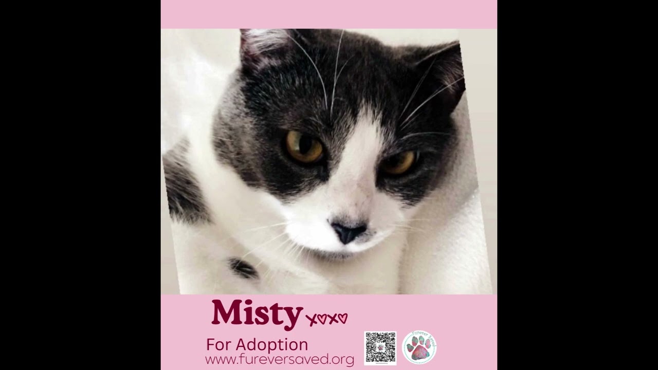 Misty, a ADOPTABLE Domestic Short Hair in Miami, FL video 6/6