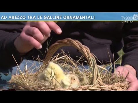 Che eliminare vermi a un chihuahua Con quale frequenza guidare vermi a un cucciolo