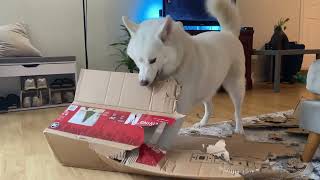 My Husky Shows This Box Who's Boss
