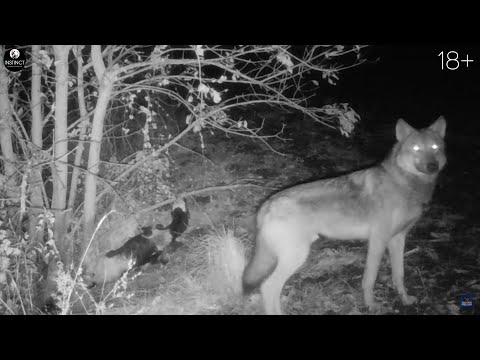 Матерый волк напал на охотника! Коварный хищник мстит за самку.