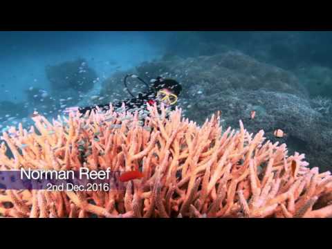 Great Adventures Scuba Diving at Norman Reef - December 2016