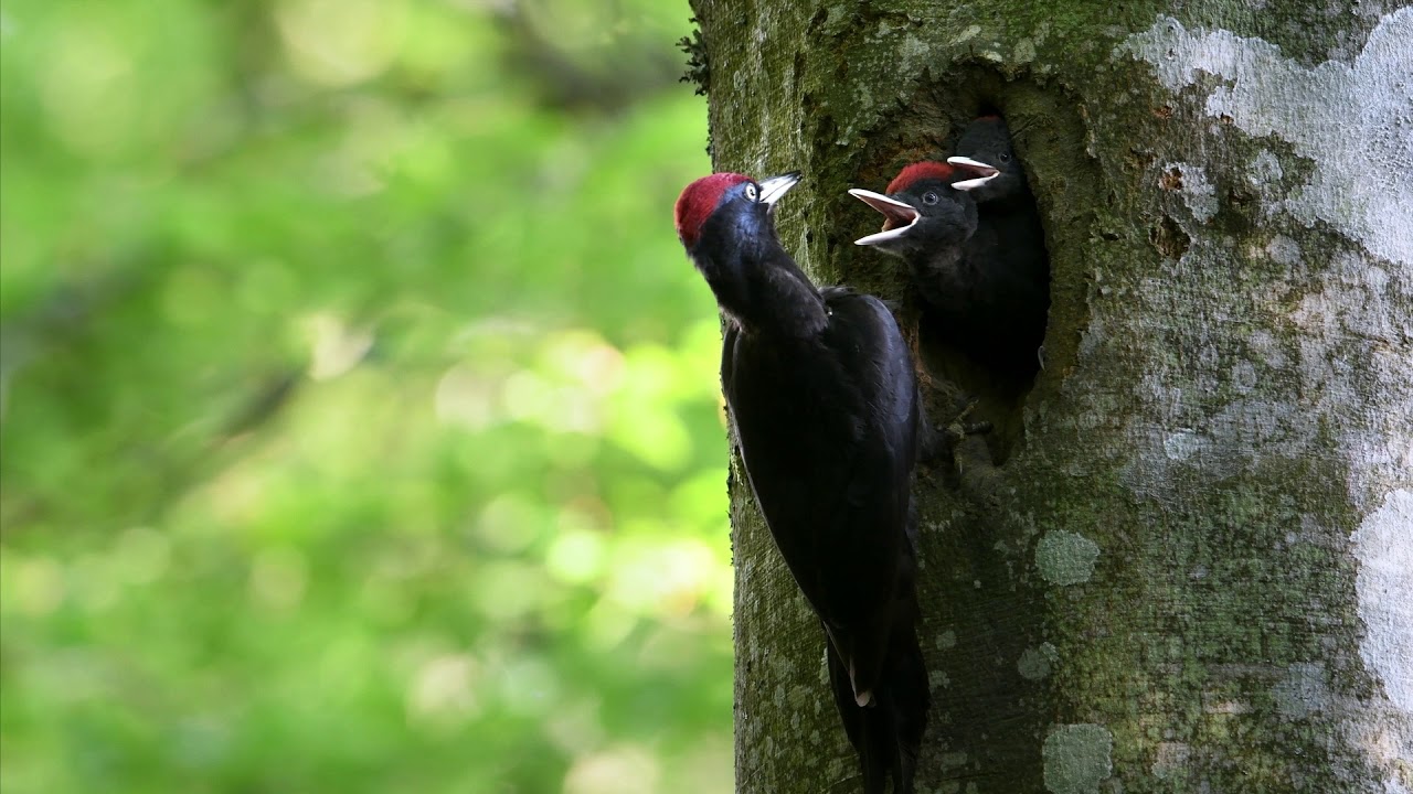 Conserver la richesse biologique et la diversité des paysages.