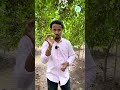क्या इस प्रकार का नींबू आपने देखा था Seedl