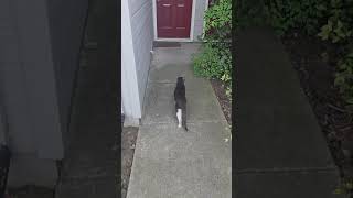 Puss in boots movie review with my 2 cats outside 🐈📽