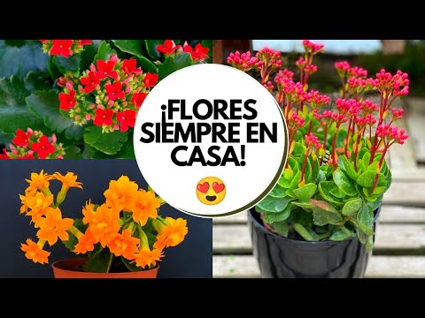 , title : 'Kalanchoe Blossfeldiana cuidados / Suculentas con flores Flores resistentes al sol'