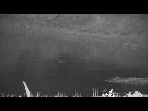 Djuma: Hippo did a barrel roll - 02:03 - 03/27/2022