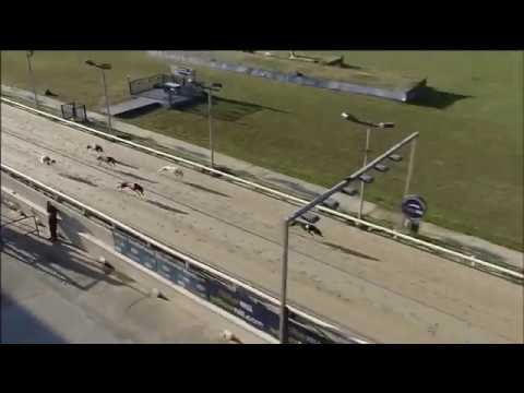 2018 WILLIAM HILL CLASSIC HEAT 2 - T4 BUBBLY BLUEBIRD