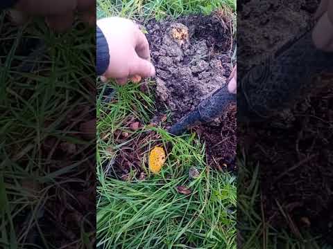 I can't believe my eyes. NON POSSO CREDERE A QUELLO CHE HO TROVATO  #metaldetecting #metaldetector