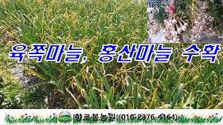 한지형 육쪽마늘, 홍산마 수확