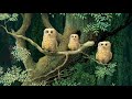 Owl Babies 25th Anniversary Trailer
