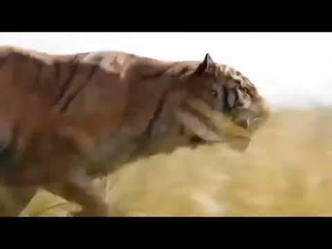 The Jungle Book(2016): Shere Khan Attacks(Resounded)