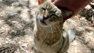 一緒に歩いて話が弾んでるかわいいおしゃべり猫モナカ