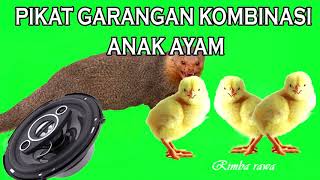 Download lagu suara garangan untuk pikat mp3 ampuh durasi panjang. mp3