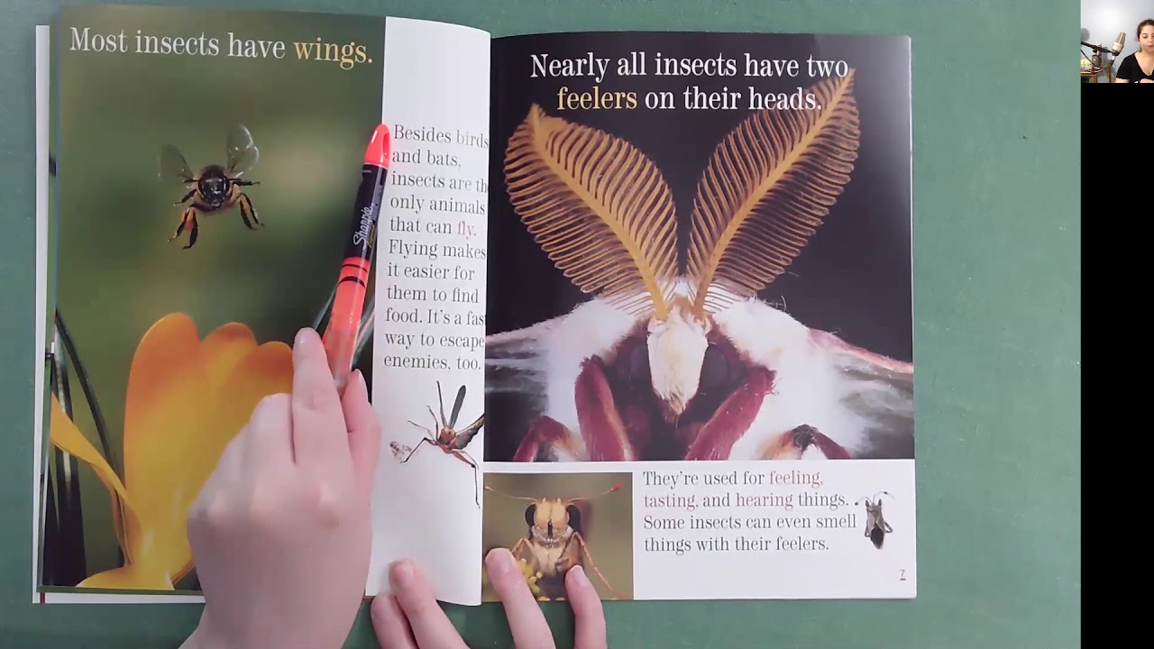 Insects Read Along