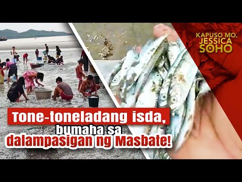 Tone-toneladang isda, bumaha sa dalampasigan ng Masbate! | Kapuso Mo, Jessica Soho
