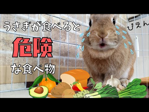 テネリフェ島:致命的な食べ物の好みを持つウサギ