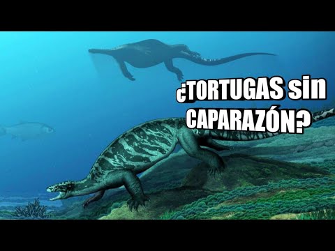 , title : '🐢El ORIGEN de las TORTUGAS (Ni caparazón ni pico 🙄)'
