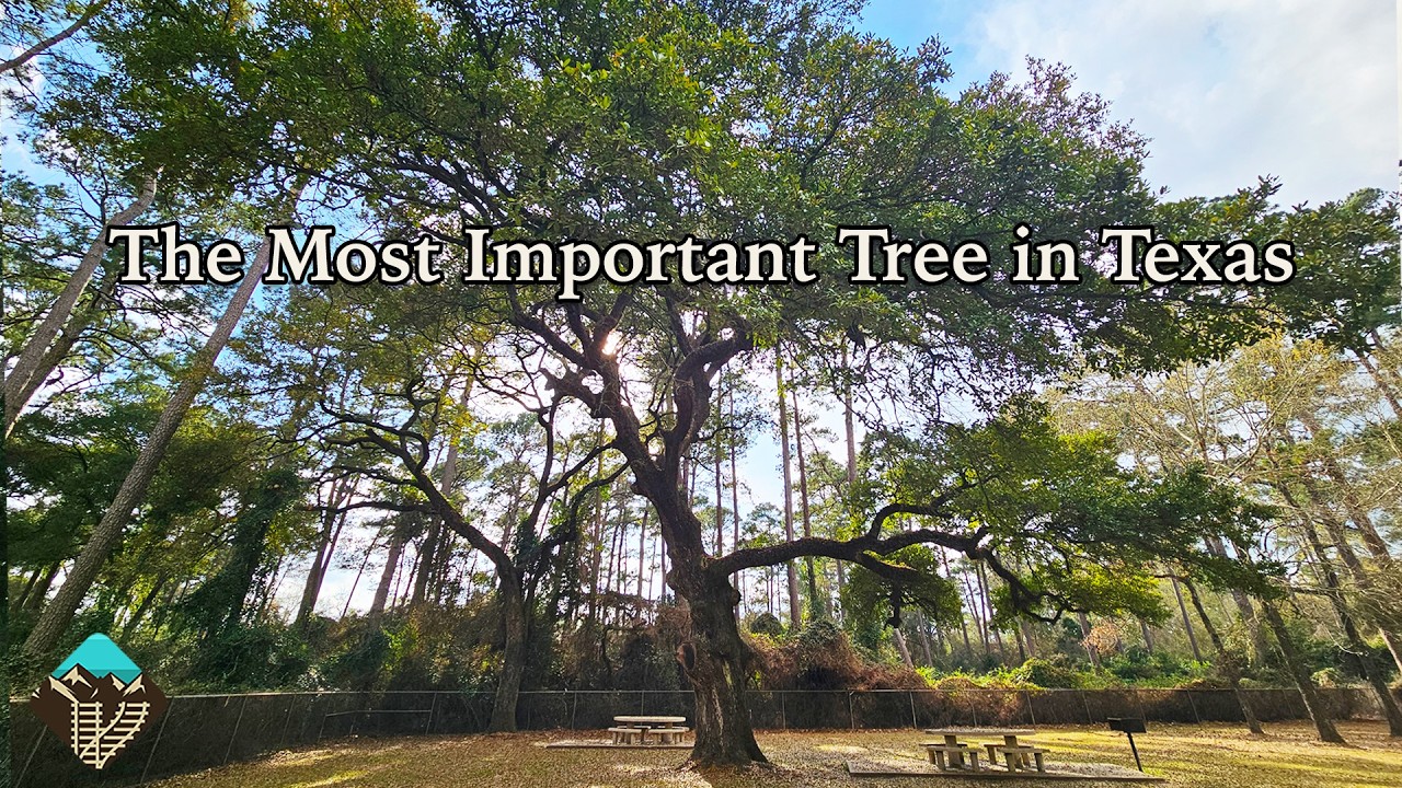The Tree That May Have Changed Texas History