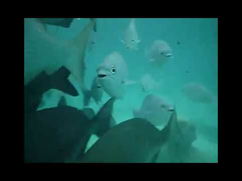 The beaches of Cancún and the Riviera Maya