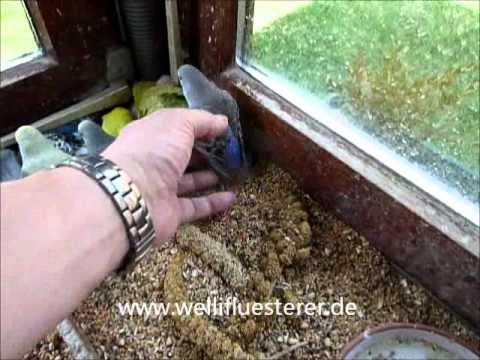 2011 05 09 Die aktuelle Kuschelecke beim Wellifluesterer