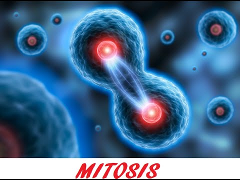 Mitosis