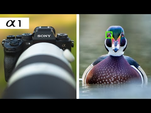 Sony A1 Photography - Amazing, but Overhyped