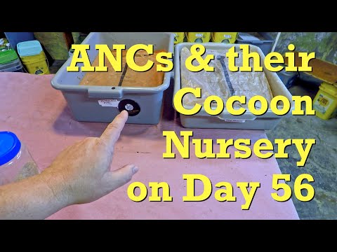 ANC worm composting system & its cocoon nursery at day 56 - vermicompost