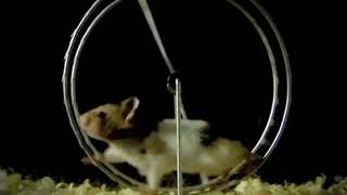 Babasonicos sos hermosa soy hermoso 😍