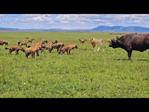 hyenas clan attacking the buffalo save by male lion video
