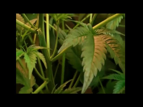 SKLERO REPO x ALBOROSIE x DZIABSON - Światło zielone 2 (prod. Lion Riddimms)