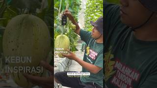 Download lagu Panen melon hidroponik usia 60hst #melonhidroponik #berkebun #melonindonesia #budidayamelon mp3