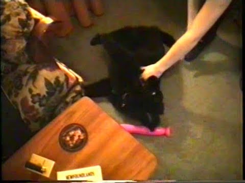 Chloe the Newfoundland pup