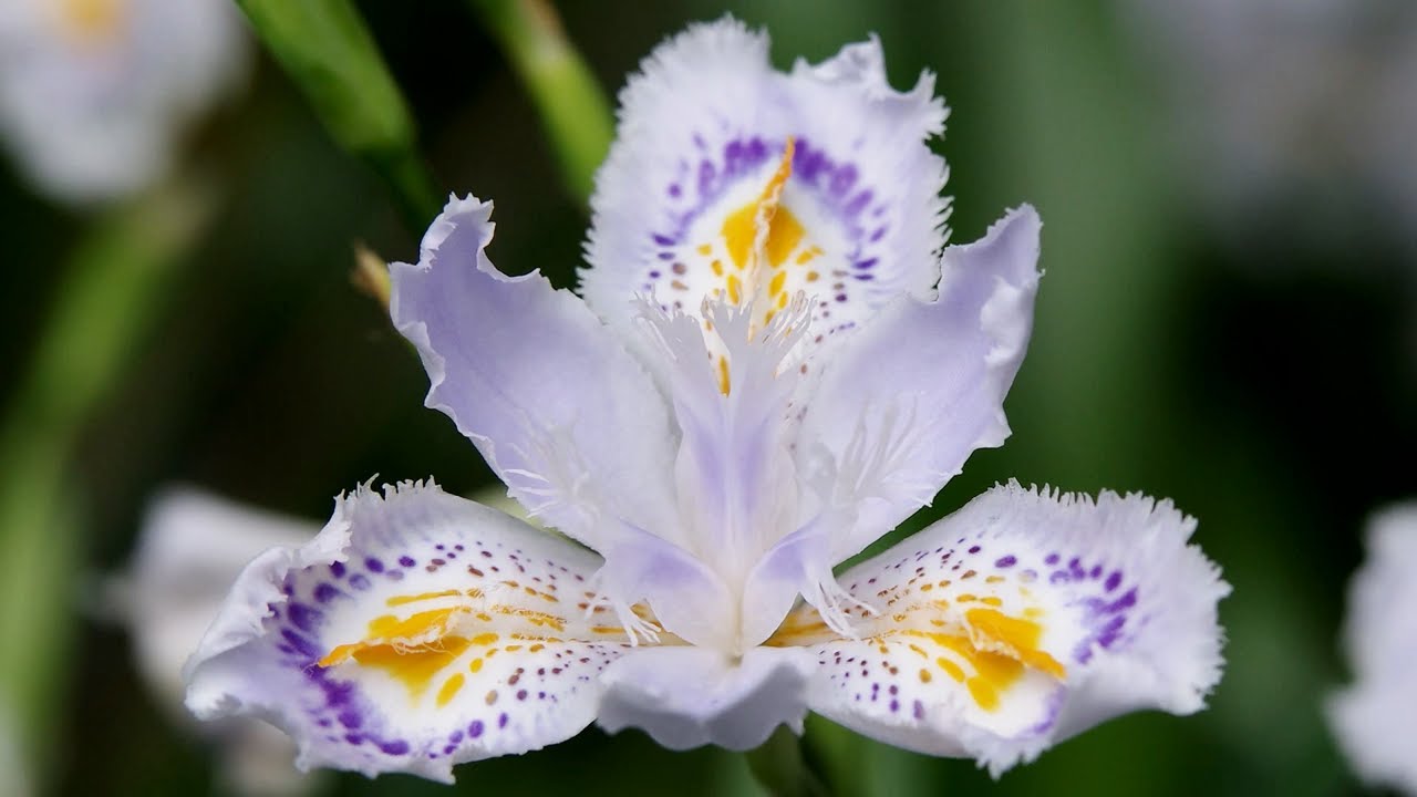 Beautiful Flowers - Fringed Iris